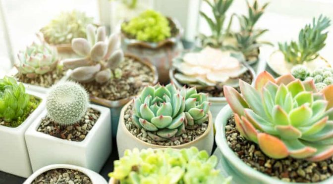 Indoor Plants, The New Trend